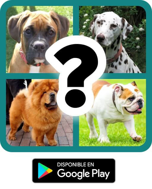 QUIZ ALL GAMES Razas de Perro